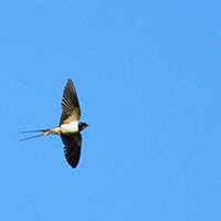 Swallow.jpg
