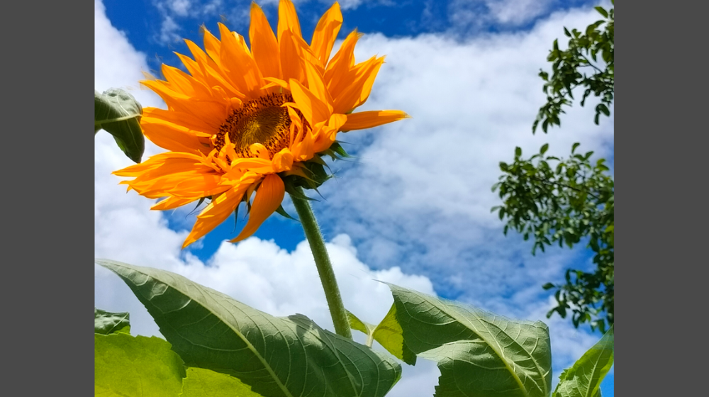 A sunflower in Bhutan