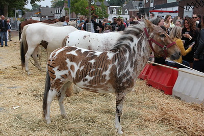 A zorse - a zebra/horse hybrid