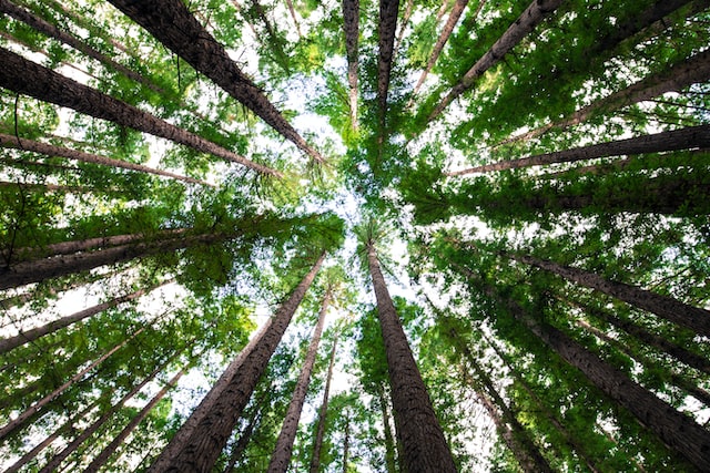 photo of trees from below