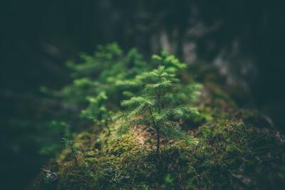 sapling growing in a forest