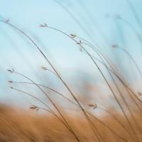 photo of wheat blown by the wind