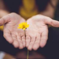 two hands holding a flower