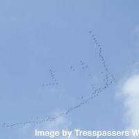 A flight of migrating birds.