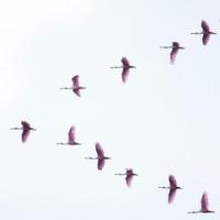 Migrating birds in v formation